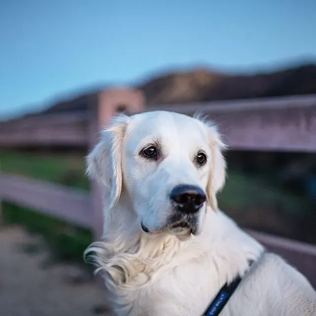 Tsuki (Image Credits: Flickr)