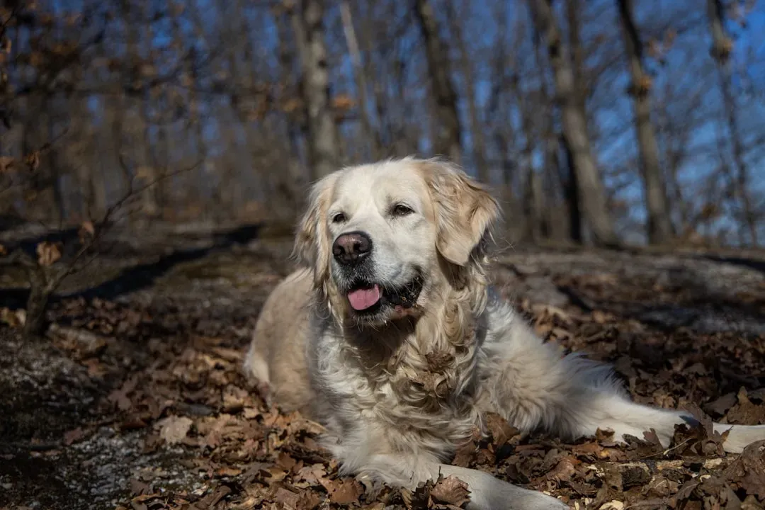 Golden Retriever (Image Credits: Unsplash)