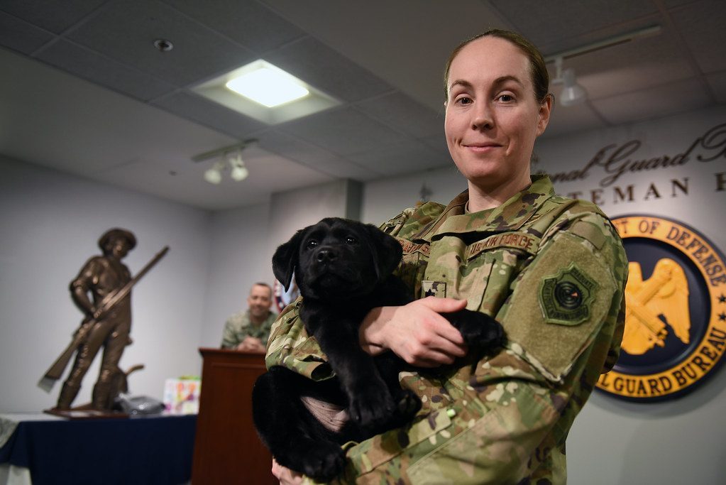 How These Dogs Actually Change Lives (Image Credits: Flickr)