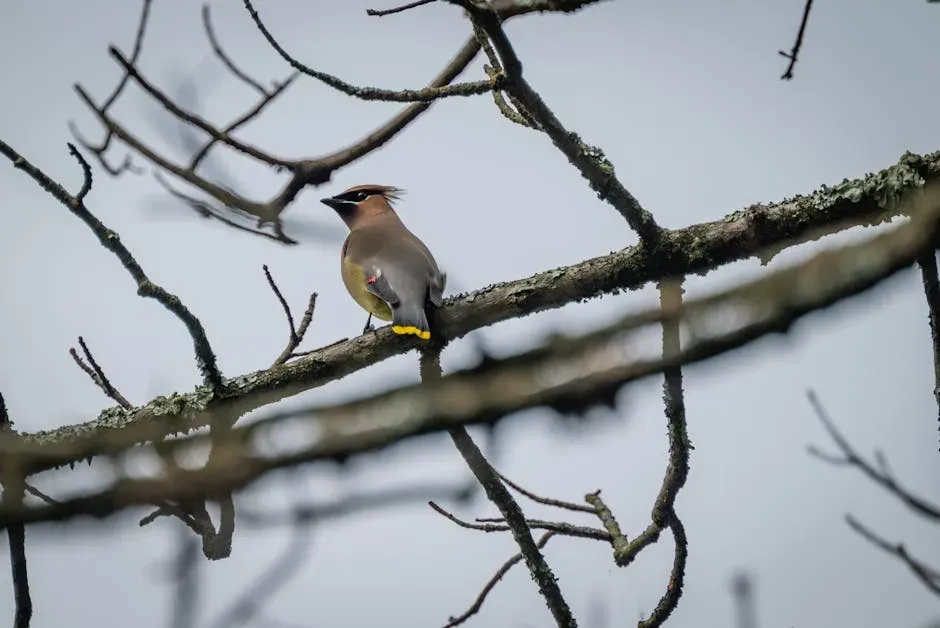 #9: They Nest in Loose Colonies, Not in Isolated Pairs (Image Credits: Pexels)