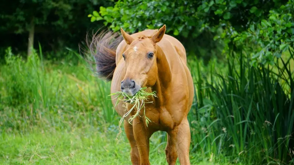 Nibbling, Chewing, And Low-Level Mischief (Image Credits: Pexels)