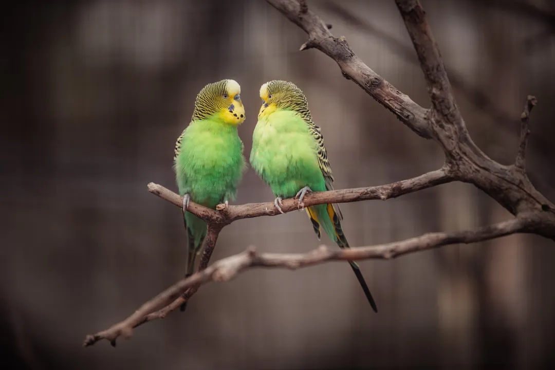 5. Social Interaction Needs (Image Credits: Unsplash)