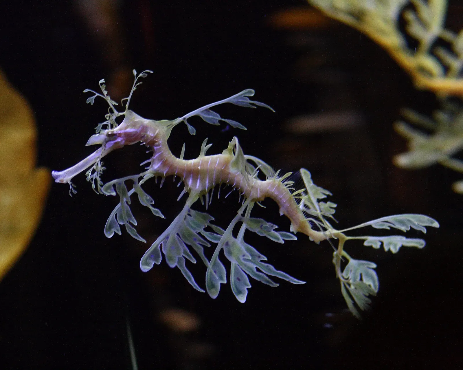 8. The Leafy Sea Dragon: Fantasy Made Real (By Sage Ross, CC BY-SA 3.0)