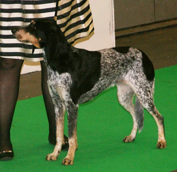 Bluetick Coonhound: The Speckled Hunter (Image Credits: Wikimedia)