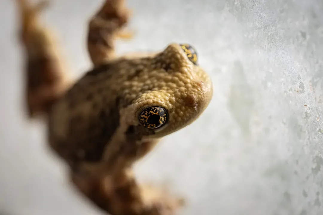 The Wood Frog: Nature's Deep Freeze Survivor (Image Credits: Unsplash)