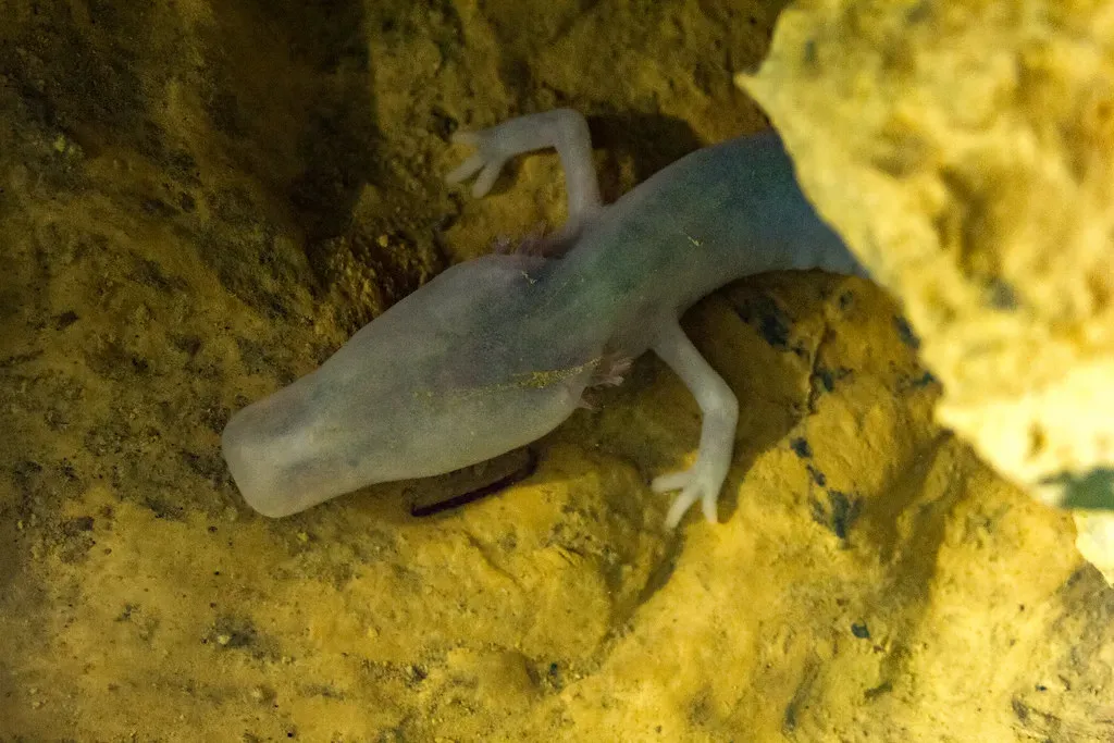 The Olm: The Blind Cave Dweller (Image Credits: Flickr)
