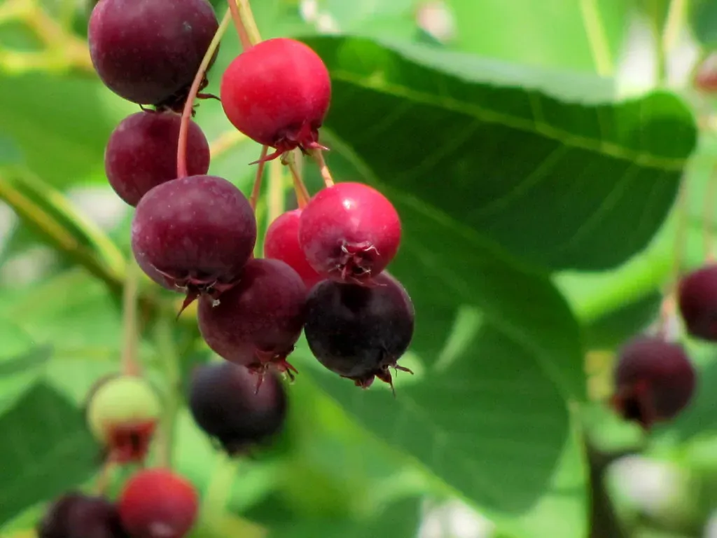 Serviceberry: Early Summer Berry Feast (RichardBH, Flickr, CC BY 2.0)