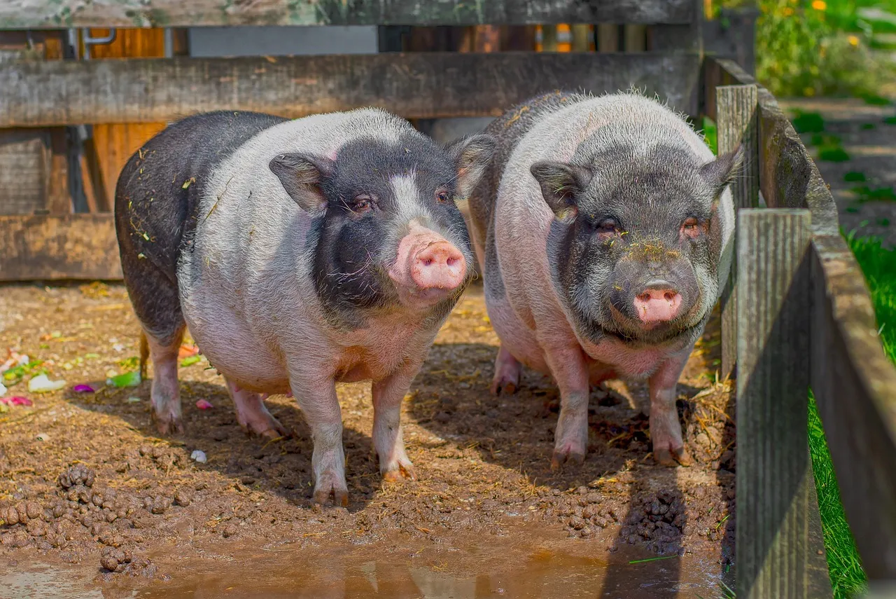 13. Advocating for Animal Welfare (Image Credits: Pixabay)