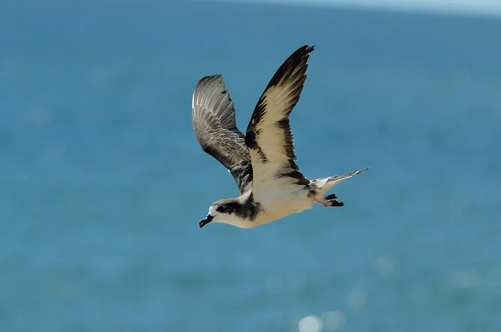 9. ʻUaʻu - The Hawaiian Petrel (Image Credits: Flickr)