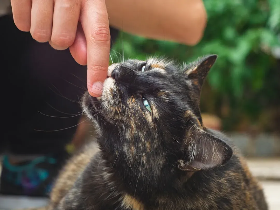 Pasteurella Multocida Is the Main Culprit (Image Credits: Unsplash)