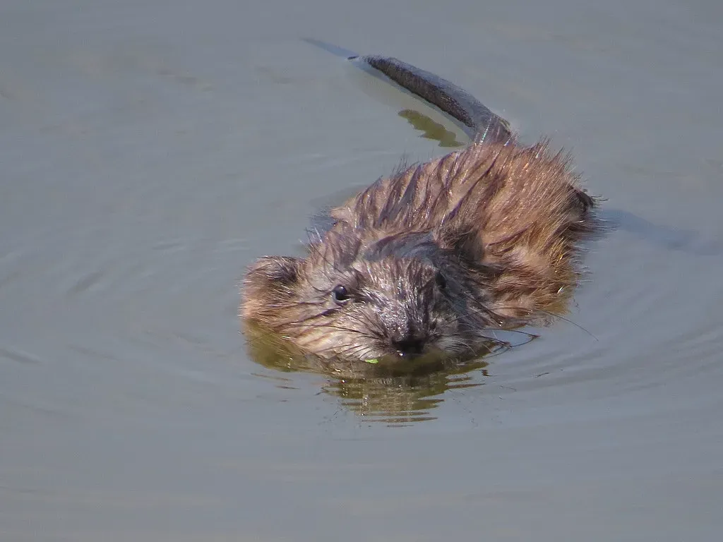 The Muskrat: Small but Surprisingly Skilled (Image Credits: Flickr)