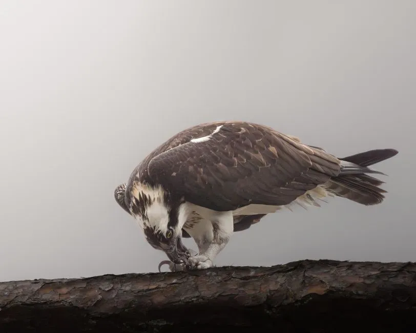 Learning Local Patterns and Peak Feeding Times (Image Credits: Pexels)