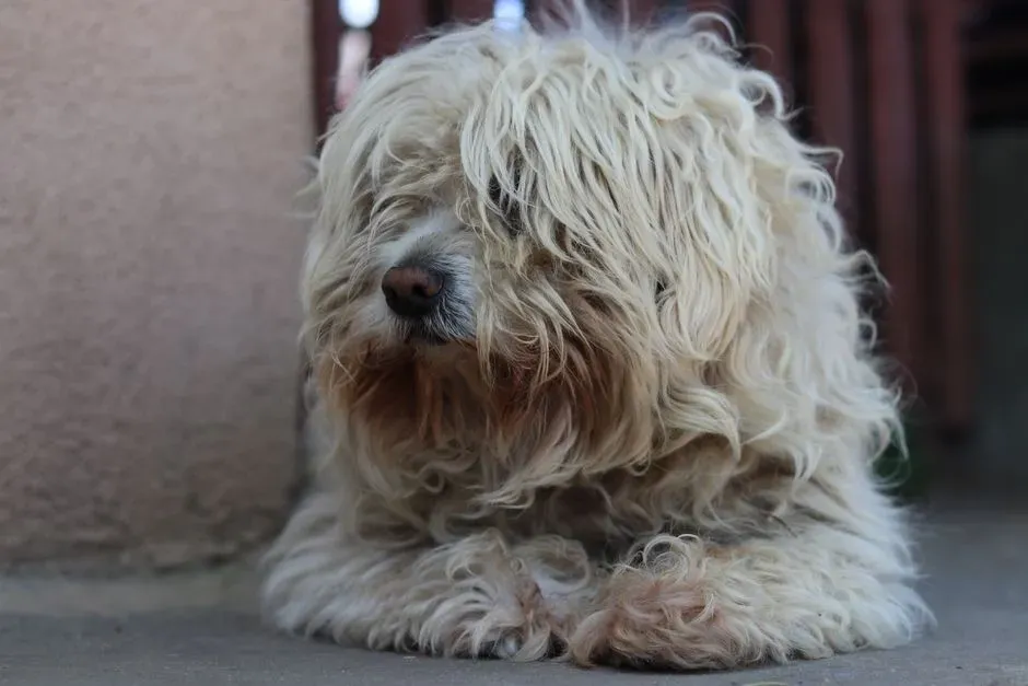 #10 – Komondor (Image Credits: Pexels)