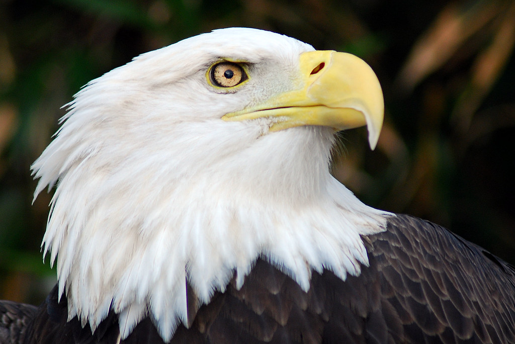 Capricorn: The Bald Eagle (Image Credits: Flickr)