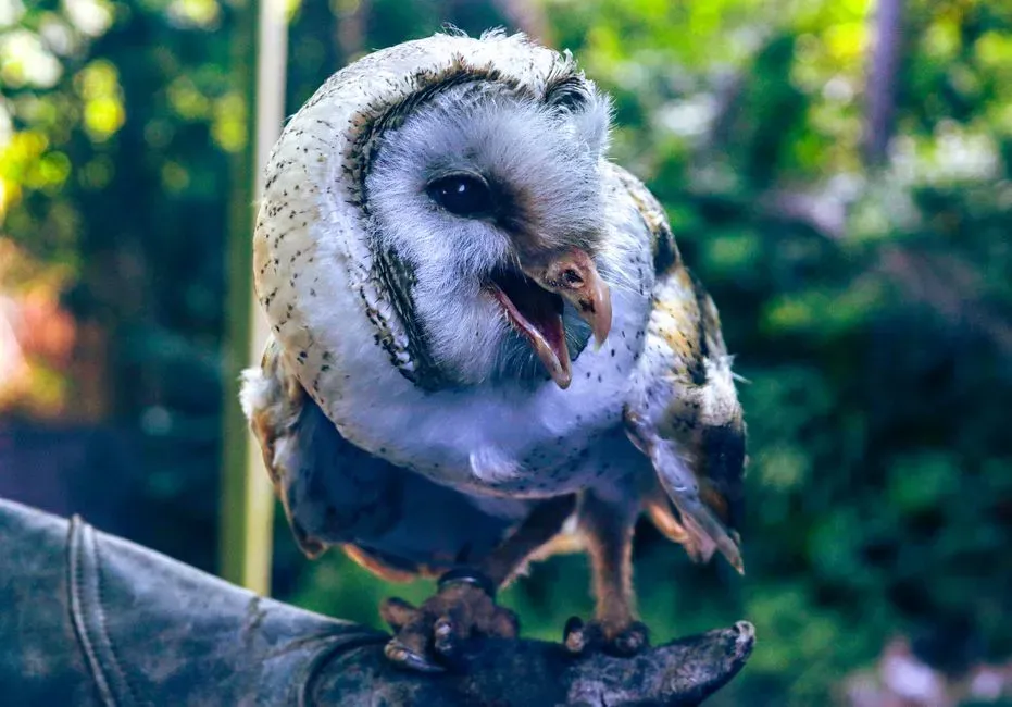 The Raspy Hiss (Image Credits: Pexels)
