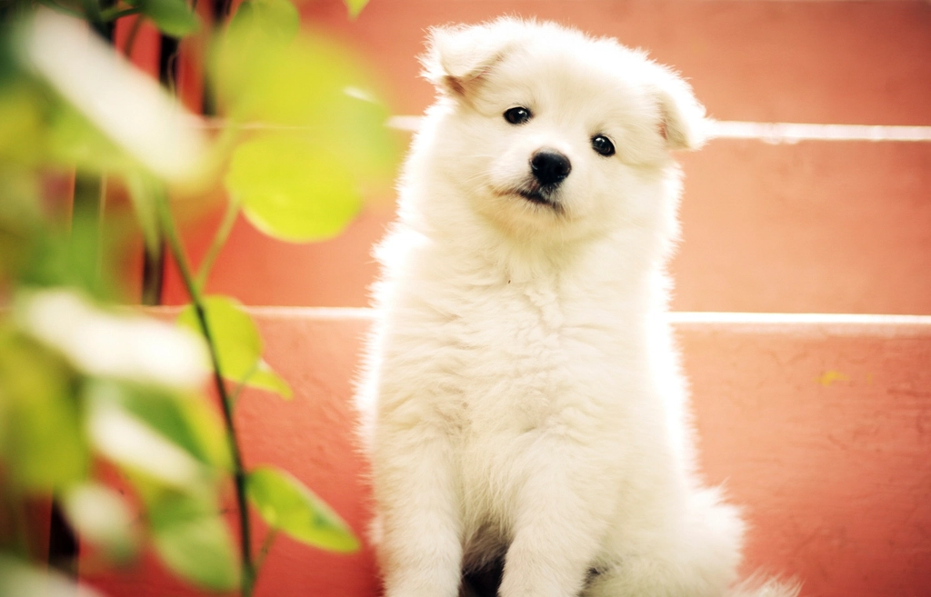 The Joy of Forever Puppies (Image Credits: Rawpixel)