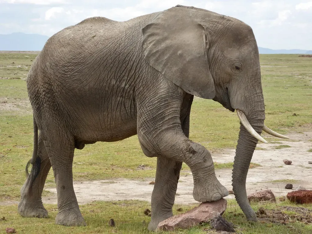 They're the Only Mammals Incapable of Jumping (Image Credits: Flickr)