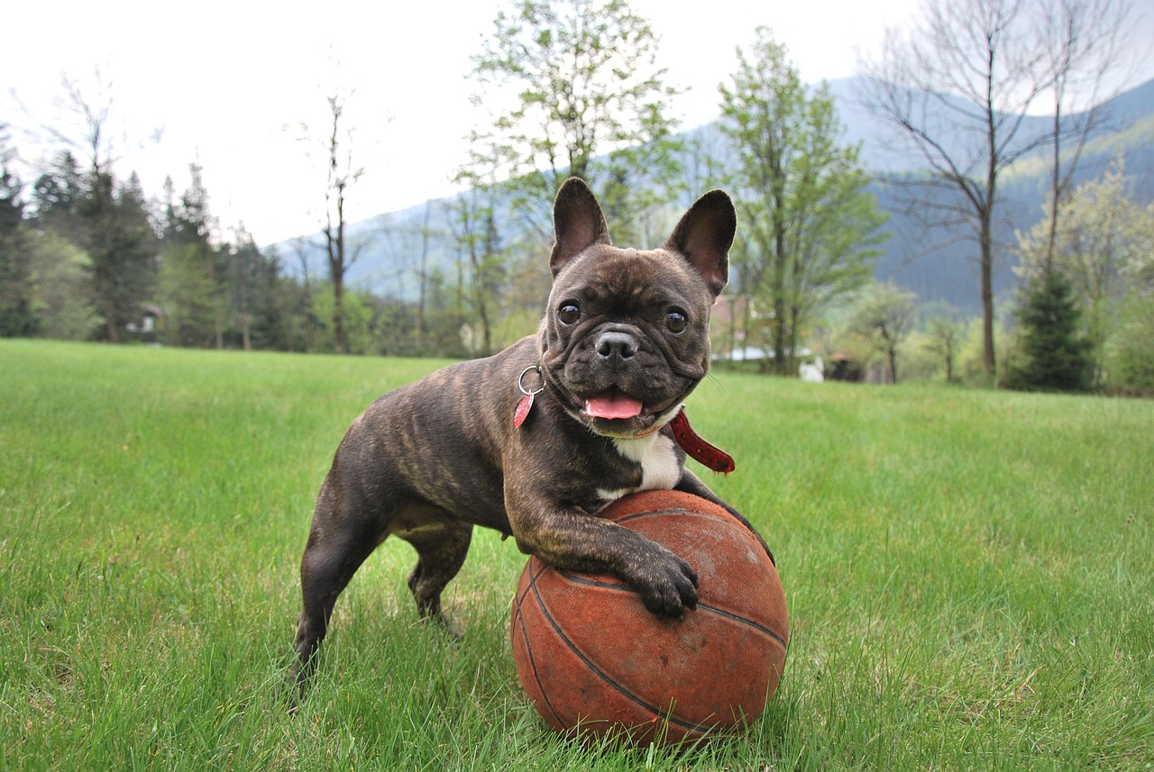 #7 French Bulldog (Image Credits: Pixabay)