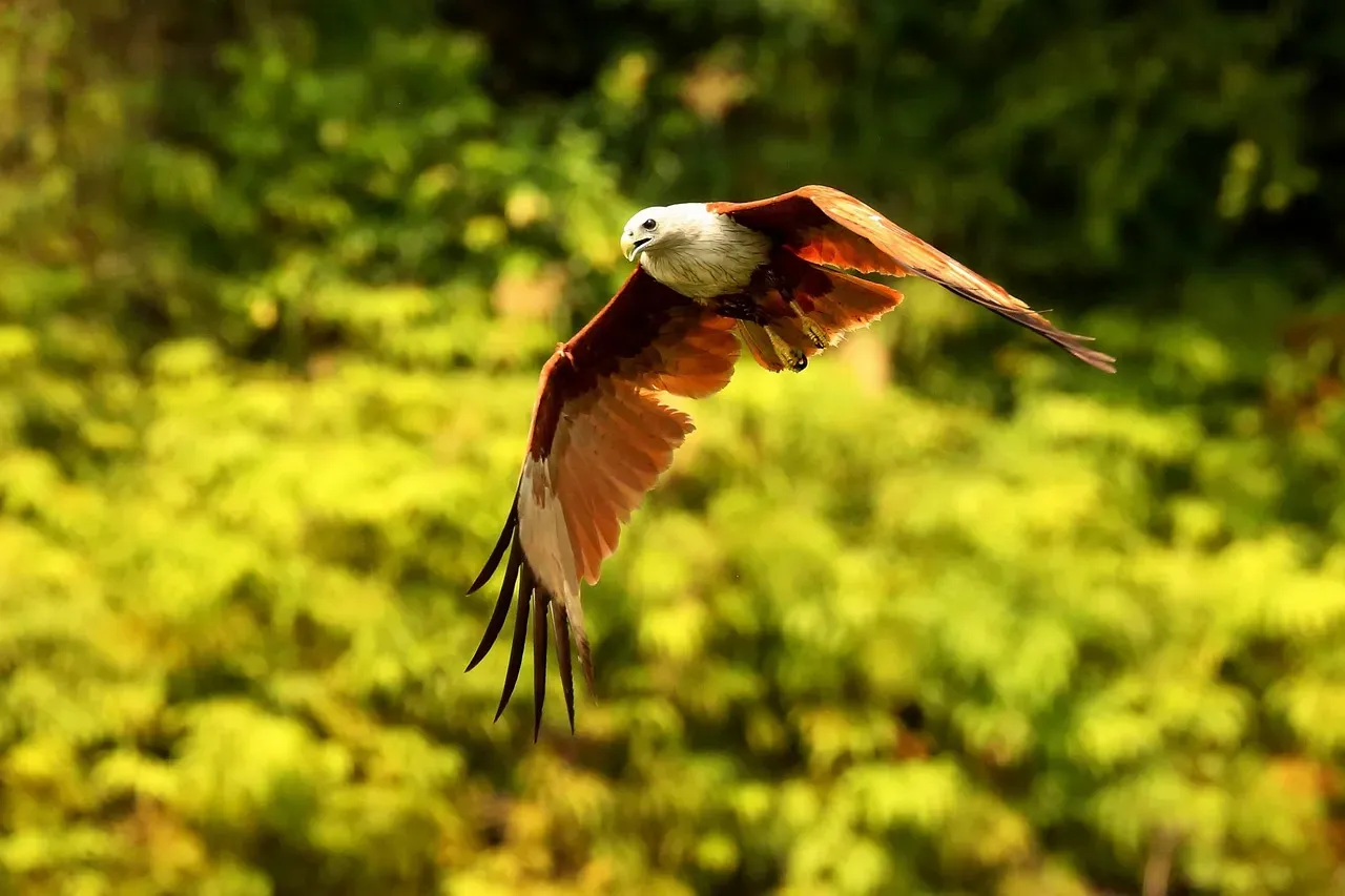 9. Swainson's Hawk: The Thermal-Surfing Raptor (Image Credits: Pixabay)
