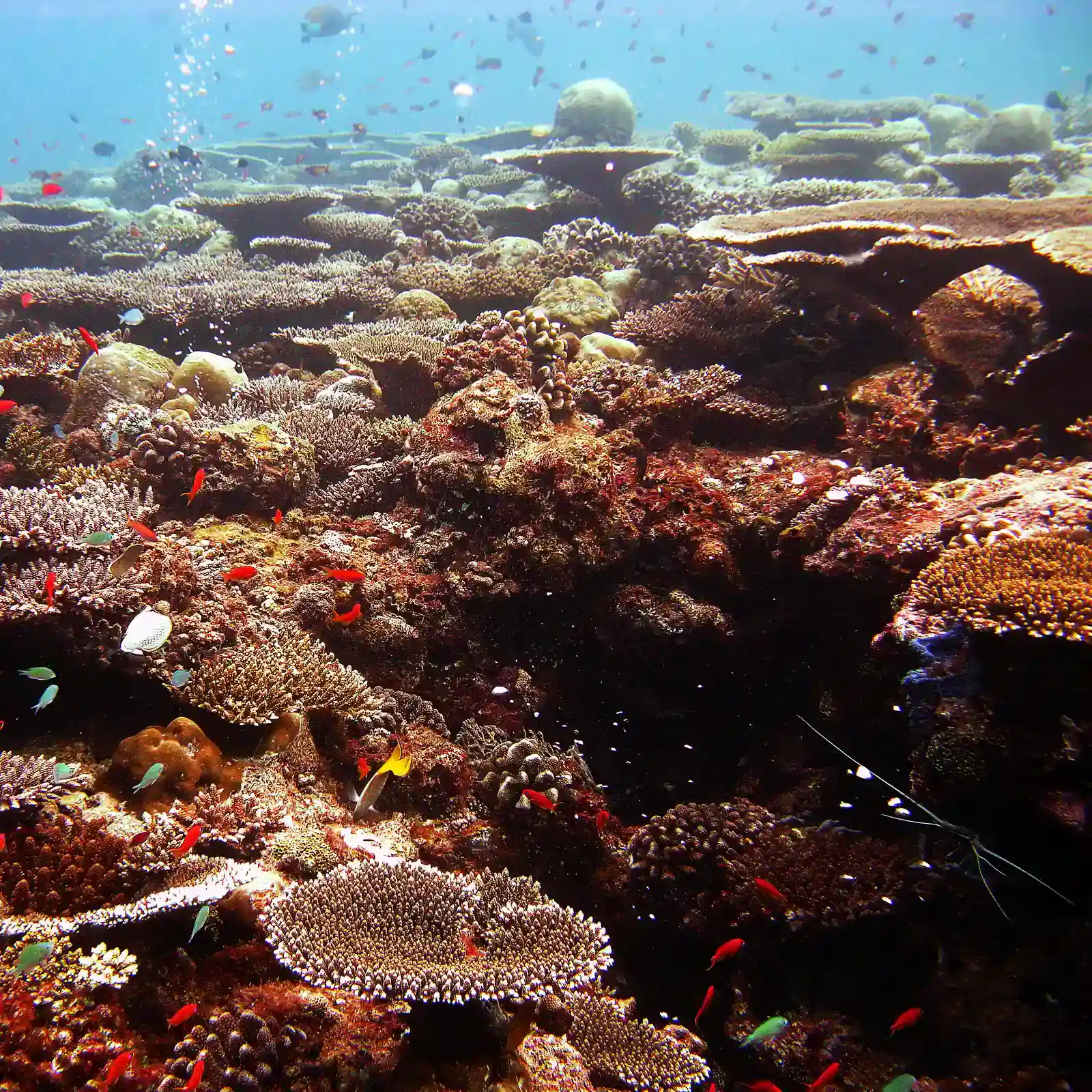 Coral Reefs: The Longest-Running Construction Project in History (Image Credits: Wikimedia)