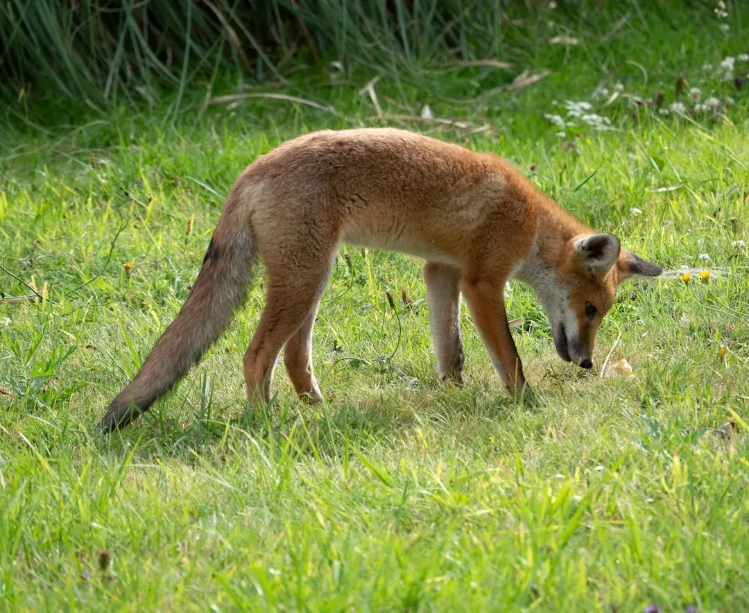 Gemini: The Fox - Cunning, Deceptive, Two-Faced (Image Credits: Unsplash)