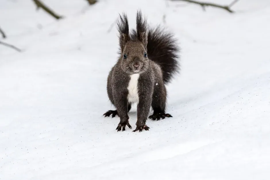 Freezing in Place Indicates Immediate Danger (Image Credits: Pexels)