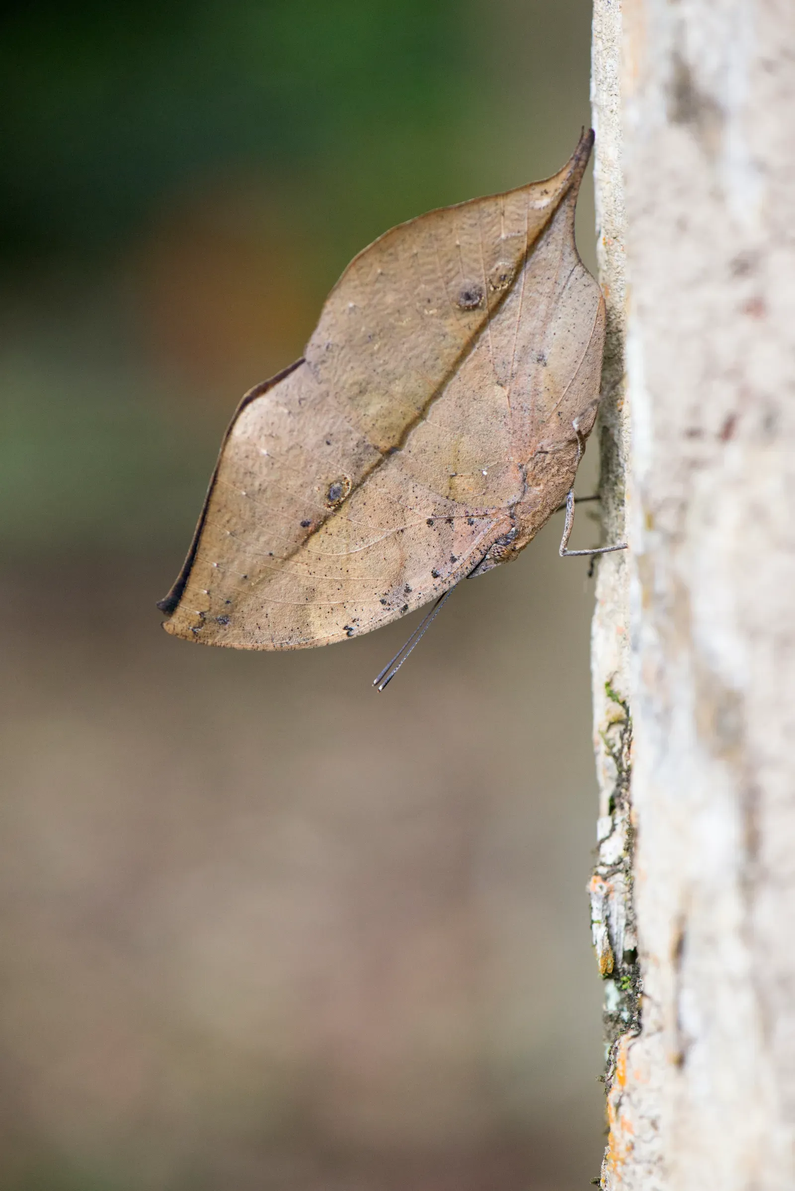 The Dead Leaf Butterfly's Masterclass in Deception (Image Credits: Wikimedia)