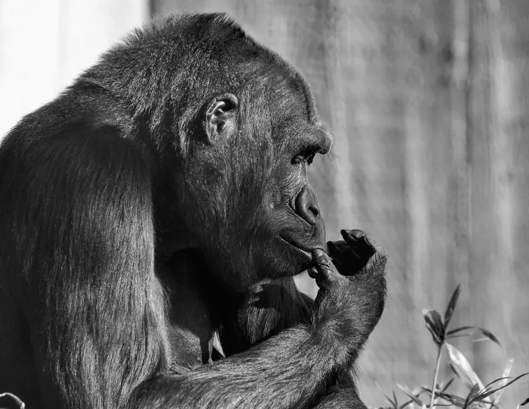 Conclusion: Finding Your Animal Wisdom (Image Credits: Unsplash)