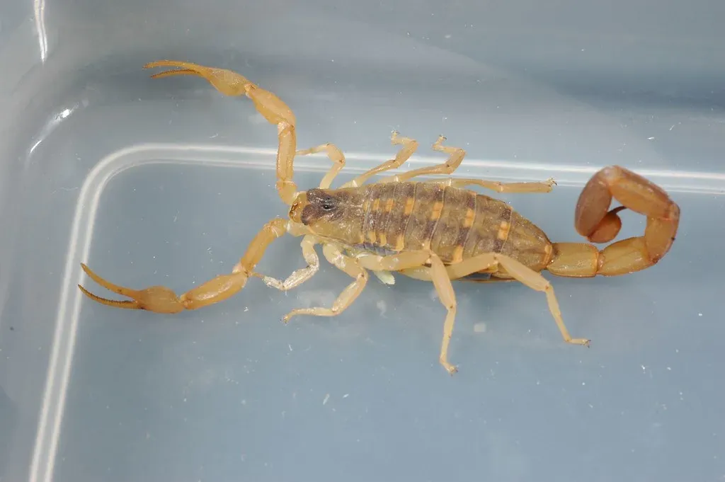 #8 Scorpio (October 23 &ndash; November 21): The Bark Scorpion (Charles & Clint, Flickr, CC BY 2.0)