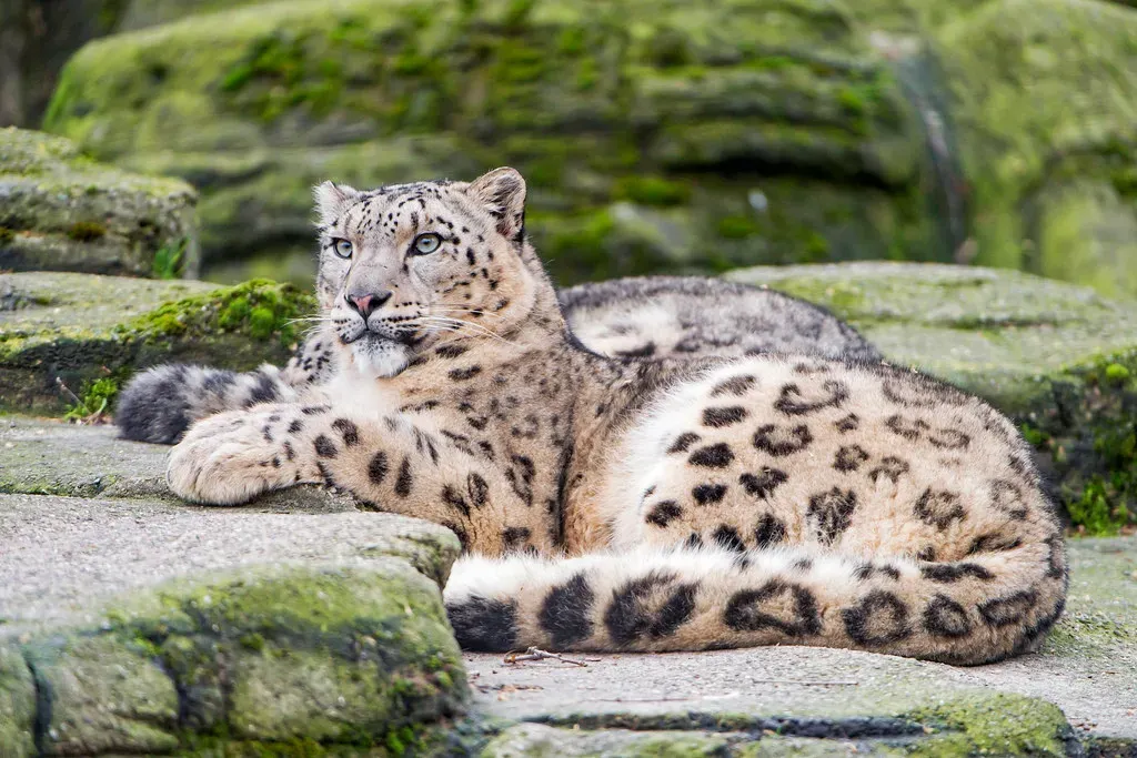 Taurus: The Leopard (Image Credits: Flickr)