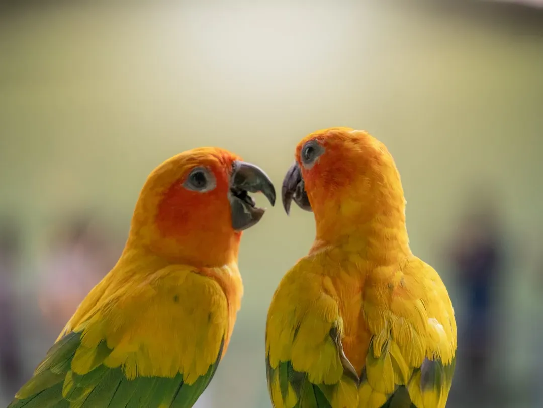 The Bigger Picture: A World Alive with Language (Image Credits: Unsplash)