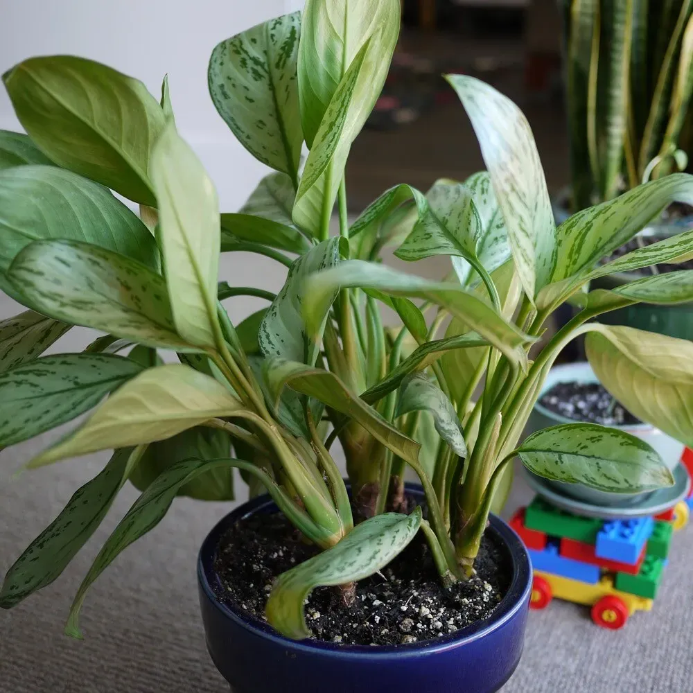 7. Chinese Evergreen: Subtle Shimmer (Image Credits: Flickr)