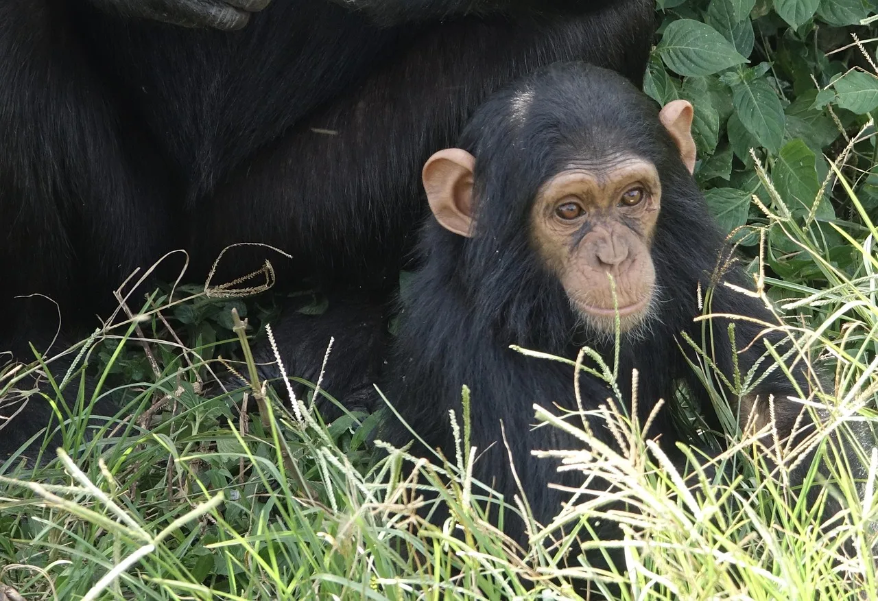 Spatial Maps in a Primate Brain (Image Credits: Pixabay)