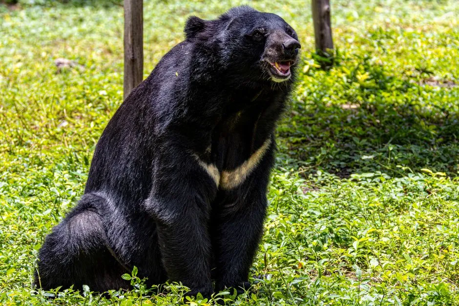 2. American Black Bears &ndash; Ghosts of the Forest Becoming Neighbors Again (Image Credits: Pexels)