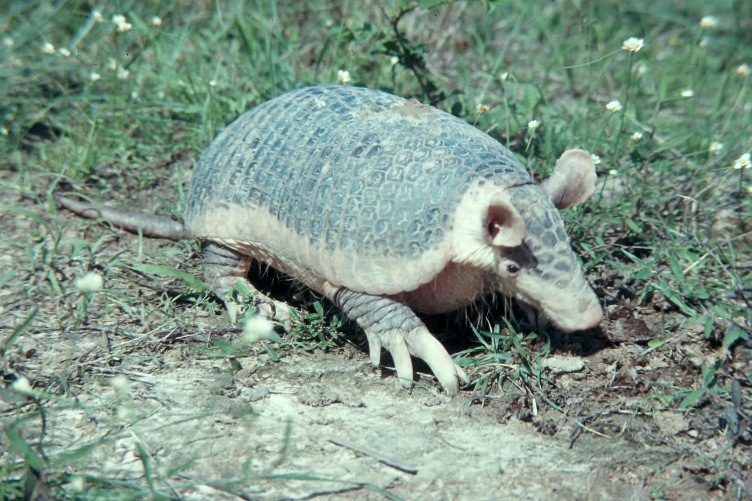 Arkansas: Natural State Inhabitants (This file was contributed to Wikimedia Commons by Colorado State University Libraries as part of a cooperation project. The donation was facilitated by the Digital Public Library of America, via its partner Plains to Peaks Collective.
Record in source catalog
DPLA identifier: 48ea81d8d16cb83b4db8aa127752e34c, CC BY-SA 4.0)