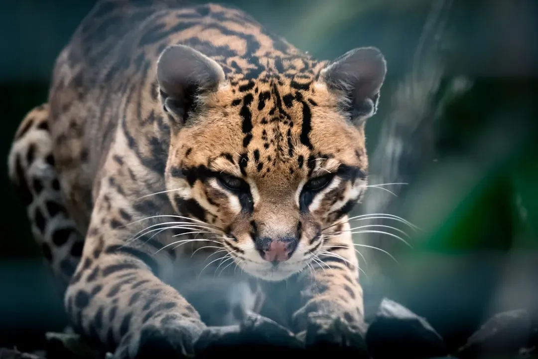 Ocelot (Image Credits: Unsplash)