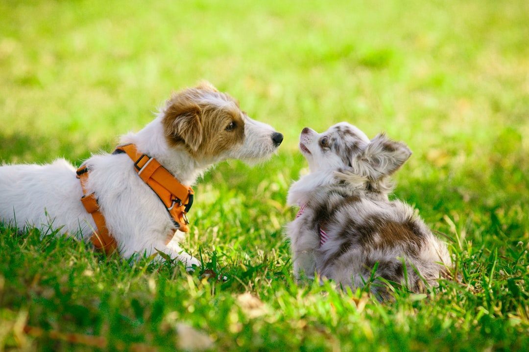 Skipping Socialization (Image Credits: Unsplash)