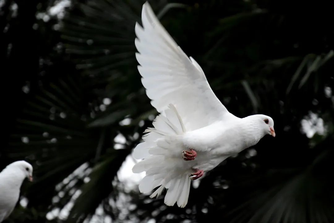 12. Pisces: The Compassionate Dove (Image Credits: Unsplash)