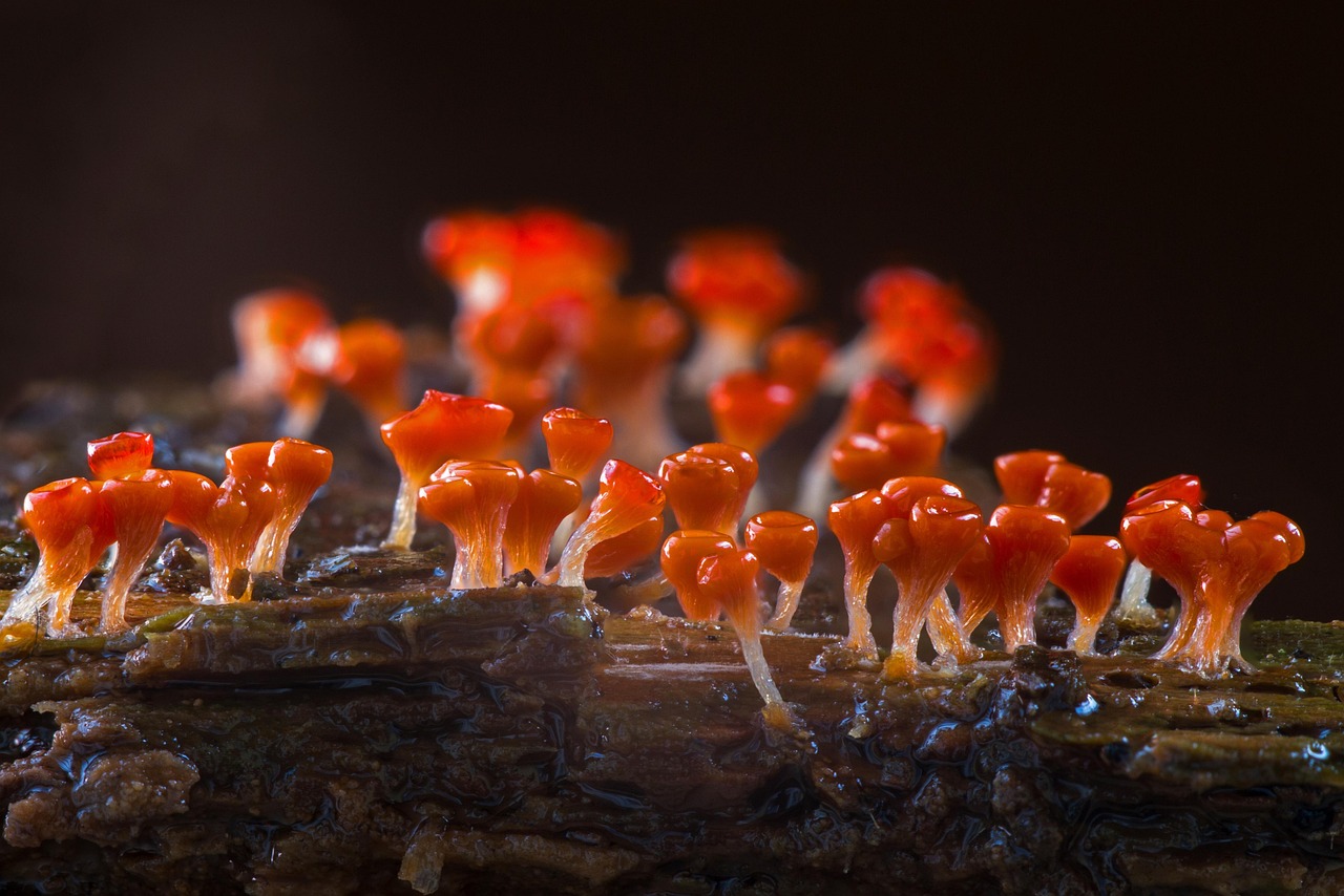 Slime Mold Navigation Without a Brain (Image Credits: Pixabay)