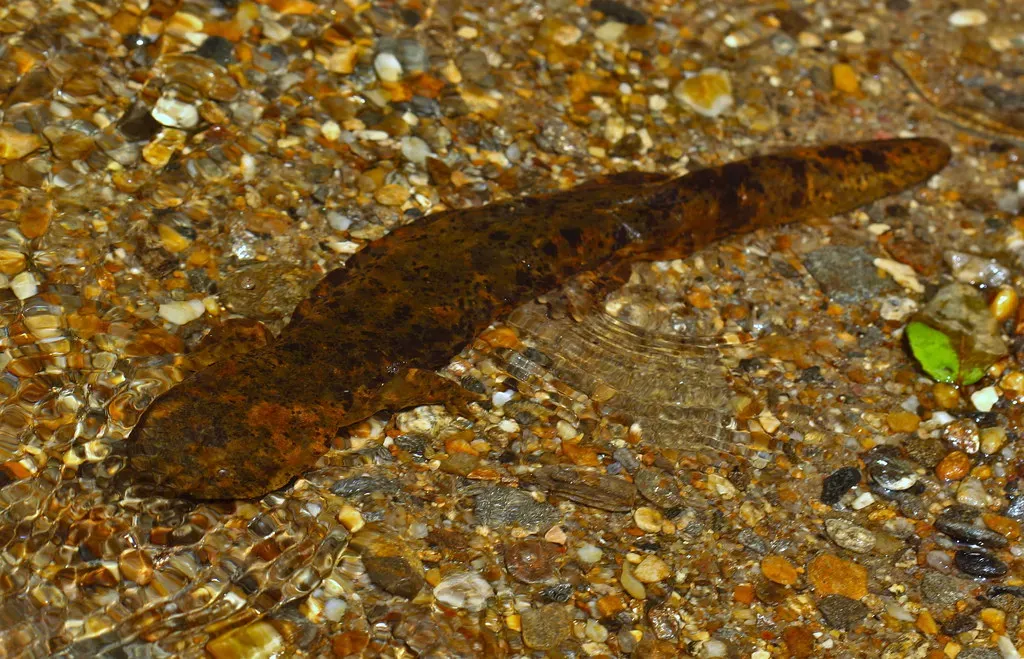 The Eastern Hellbender: North America's Largest Salamander Fights Back (2ndPeter, Flickr, CC BY 2.0)