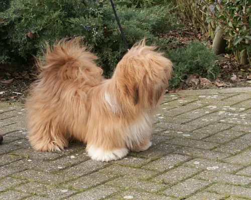 #2 - Lhasa Apso / Shih Tzu-Type Companions: Palace Dogs, Not Playroom Toys (Transferred from nl.wikipedia to Commons., CC BY-SA 3.0)