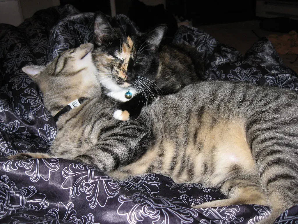 Head Butts and Cheek Rubs: Claiming You as Their Own (Image Credits: Flickr)