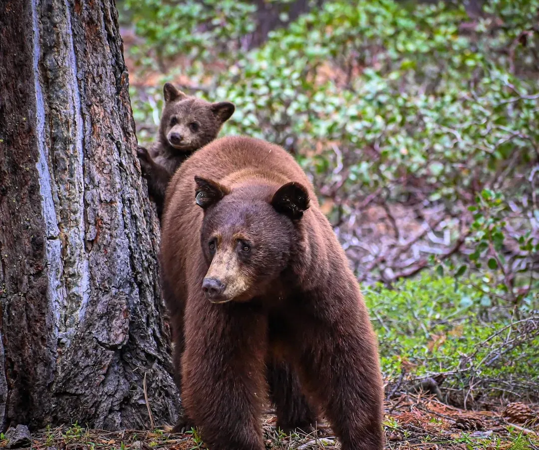 The Bear That Captured Hearts: Monarch (Image Credits: Unsplash)
