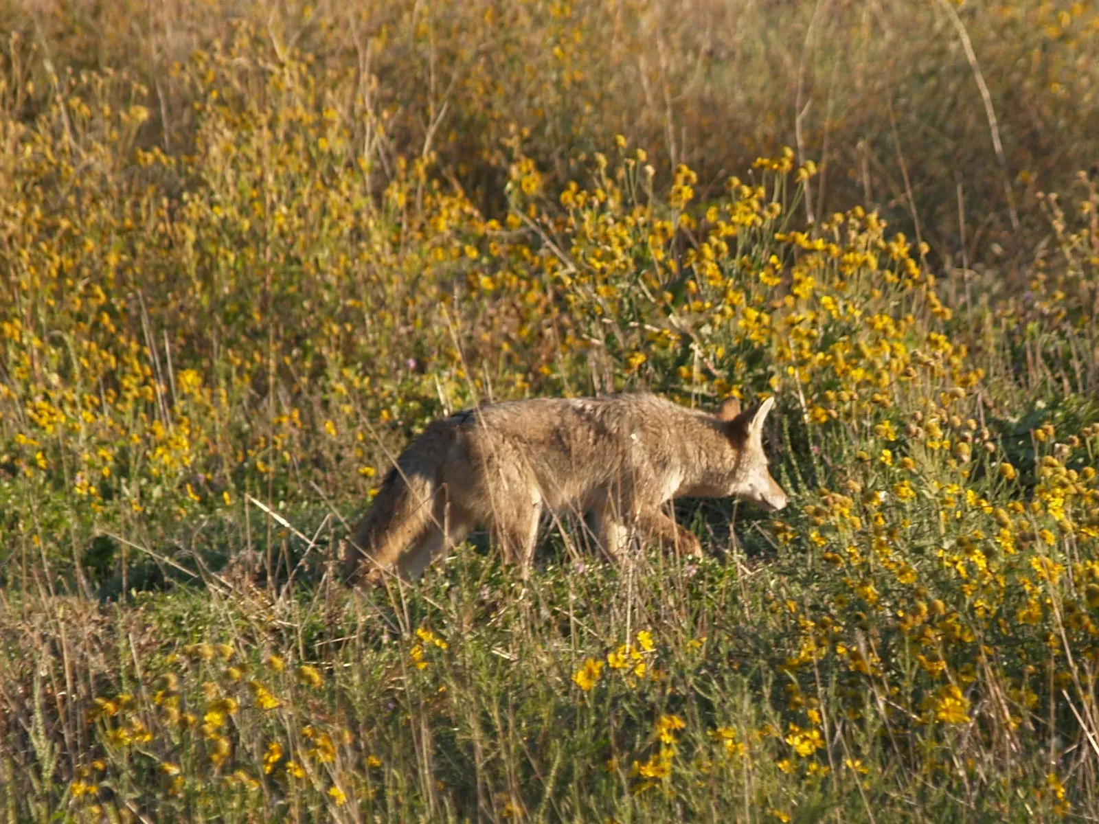 #1: They Go on an Intense Pre-Storm Feeding Frenzy (Coyote hunting, CC BY-SA 2.0)
