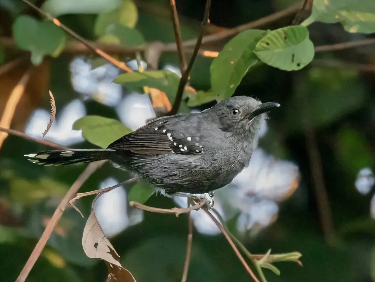 The Rainforest Has a Voice - And We're Finally Learning to Hear It (Image Credits: Hector Bottai/Wikimedia Commons, CC BY-SA)