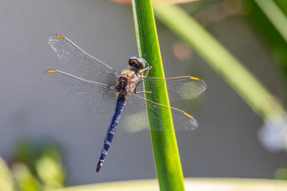 10. Globe Skimmer Dragonfly: The Insect That Crosses Oceans (Image Credits: Pexels)