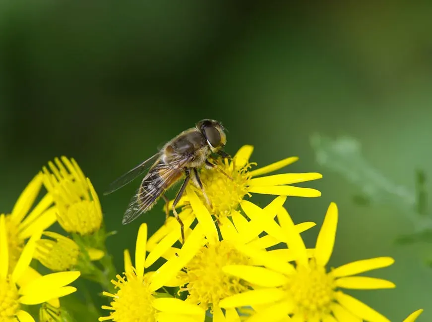Golden Ragwort (Packera aurea) (Image Credits: Pexels)