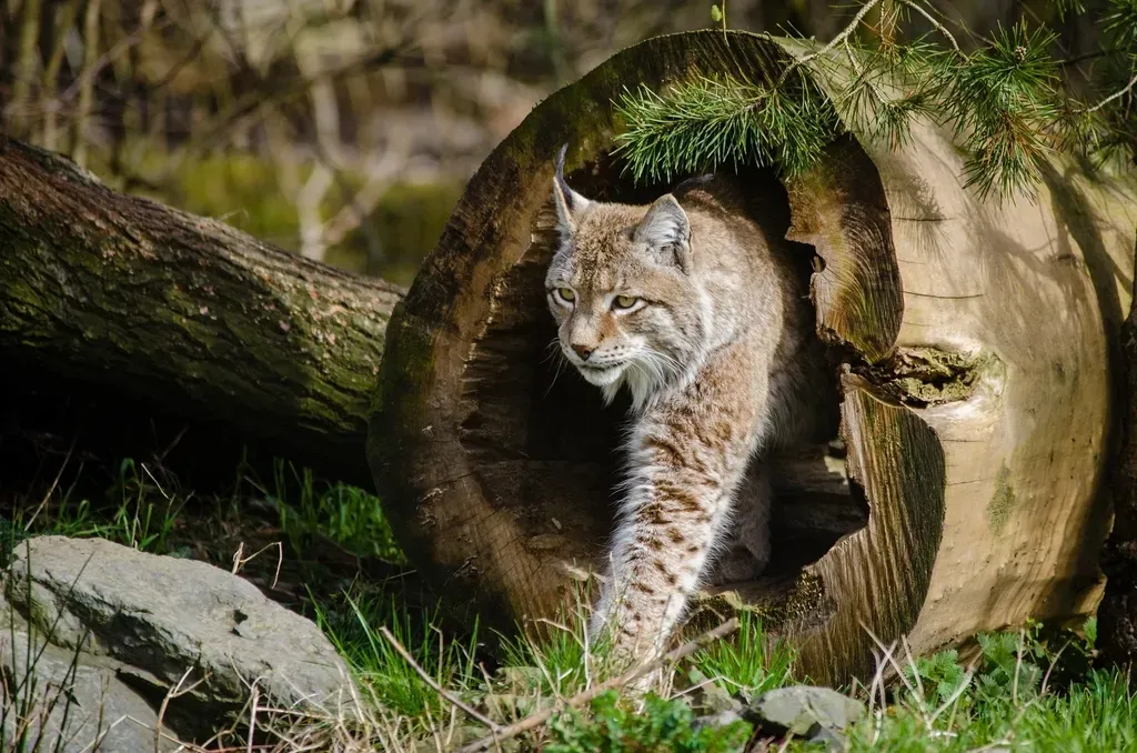 New Jersey's Forests and the "Bobcat Alley" Corridor (Image Credits: Rawpixel)