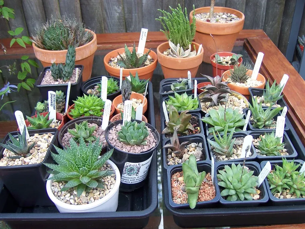 10. Succulents and Echeveria (srboisvert, Flickr, CC BY 2.0)