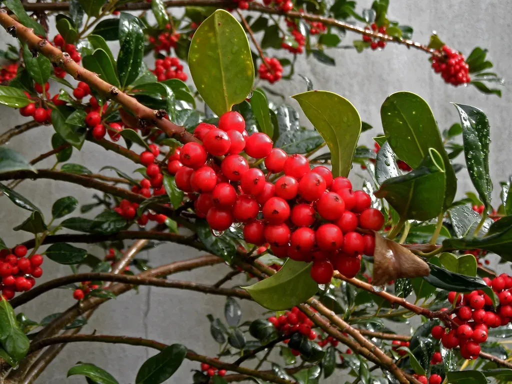 12. Plant Berry-Producing Shrubs and Fruit-Bearing Trees (onnola, Flickr, CC BY-SA 2.0)